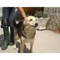 Foto dell\'animale  - 380260041246372