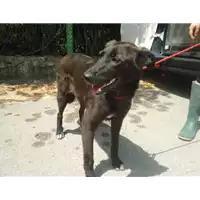 Foto dell\'animale Comune di Castelpoto - 380260041242313