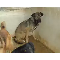 Foto dell\'animale Comune di Prata P. U. - 380260042087873