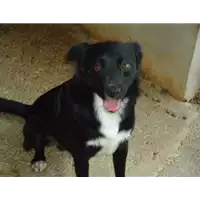 Foto dell\'animale Comune di Prata P. U. - 380260042087147