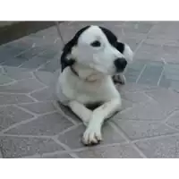 Foto dell\'animale Comune di Roccabascerana - 380260041821992