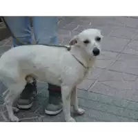Foto dell\'animale Comune di Roccabascerana - 380260042085679