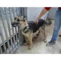 Foto dell\'animale Comune di Rotondi - 380260041821564