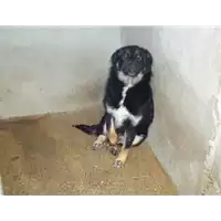 Foto dell\'animale Comune di Paolisi - 380260042341645