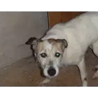Foto dell\'animale Comune di Amorosi - 968000002562860