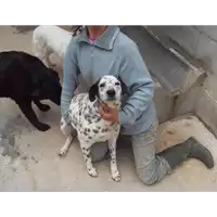 Foto dell\'animale Comune di Amorosi - 968000002002013