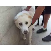 Foto dell\'animale Comune di Vitulano - 982009100751852