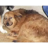 Foto dell\'animale Comune di Puglianello - 968000002357939