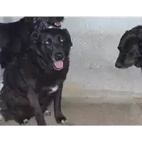 Foto dell\'animale Comune di Prata P. U. - 941000001172863