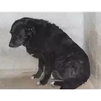 Foto dell\'animale Comune di Prata P. U. - 941000001581036