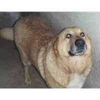 Foto dell\'animale Comune di Amorosi - 968000002356911