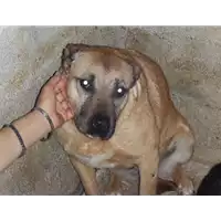 Foto dell\'animale Comune di Altavilla Irpina - 982009102119617