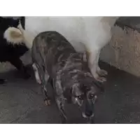 Foto dell\'animale Comune di Altavilla Irpina - 380260040535510