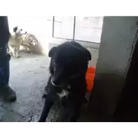 Foto dell\'animale Comune di Altavilla Irpina - 941000001553661