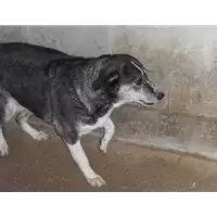 Foto dell\'animale Comune di Altavilla Irpina - 941000001581789