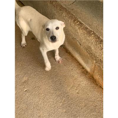 Comune di Altavilla Irpina - Cane - Microchip 380260044441984