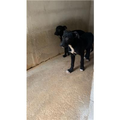 Comune di Altavilla Irpina - Cane - Microchip 380260044479976