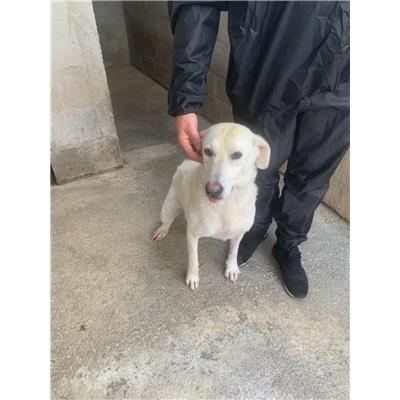 Comune di Bucciano - Cane - Microchip 380260044872477