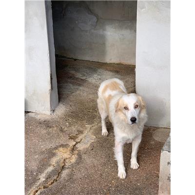 Comune di Altavilla Irpina - Cane - Microchip 380260044960933