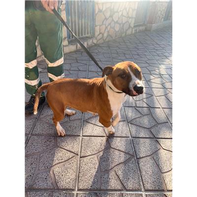 Comune di Capriglia Irpina - Cane - Microchip 380260044960879