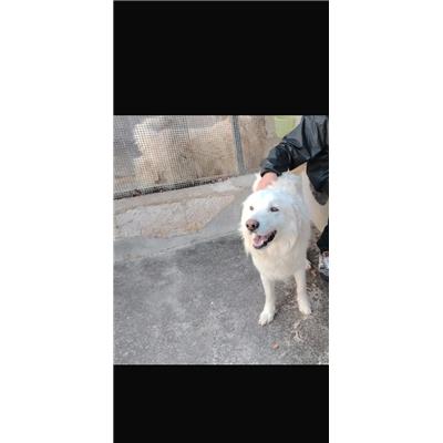 Comune di Amorosi - Cane - Microchip 380260045052632