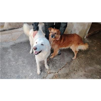 Comune di Amorosi - Cane - Microchip 380260045052795