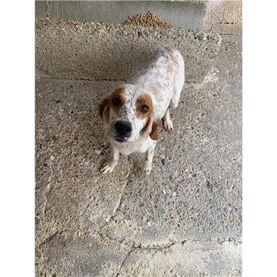 Comune di Montefredane - Cane - Microchip 380260044963378