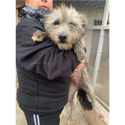 Pratola Serra - Cane - Microchip 380260044969156